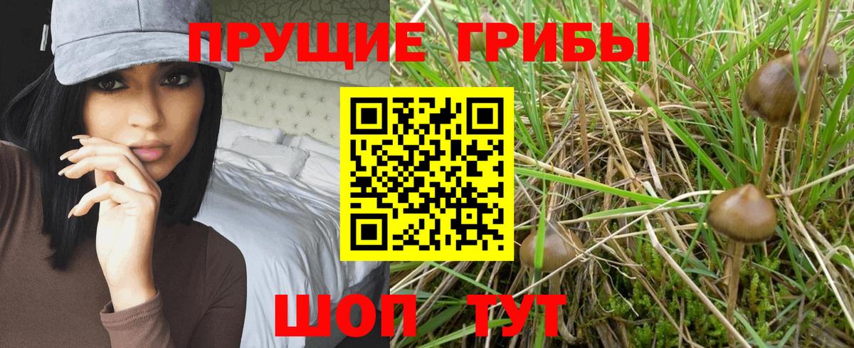 Псилоцибиновые грибы прущие грибы Фрязино